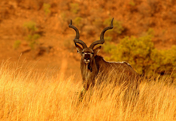Male Kudu stock photo