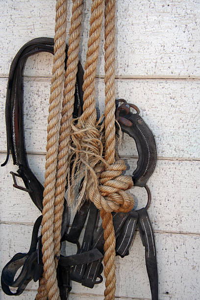 Hanging Horse Tack and Rope stock photo