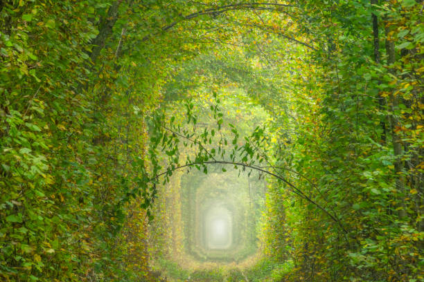 istock Ukraine. Summer Tunnel of Love 1397147514