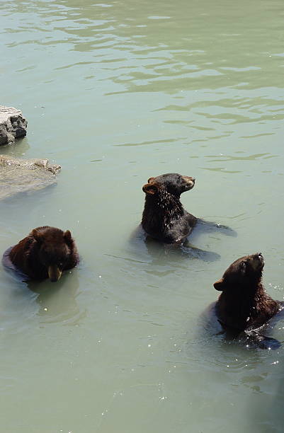 Hungry Bears stock photo