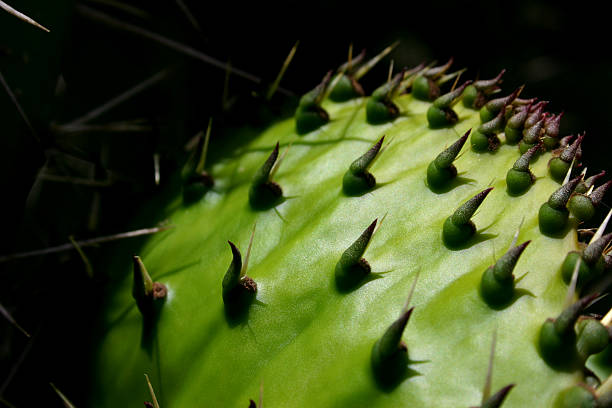 cactus stock photo