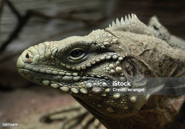 Iguana Terrestre Cubano Foto de stock y más banco de imágenes de Aire libre - Aire libre, Animales de Safari, Ciclura