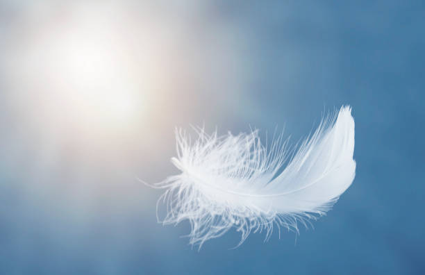 istock Single White Fluffy Feathers Floating in the Sky. Swan Feathers Flying in Heavenly. 1397148260