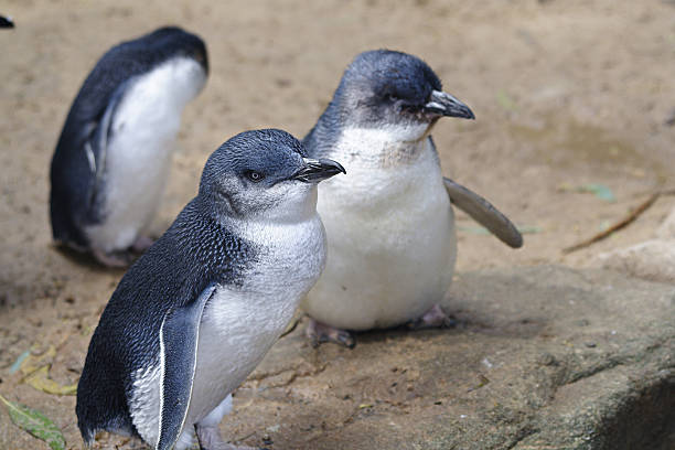 istock Australian fairy penguins 139714828