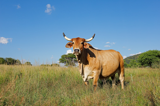 A free-range brahman cow in pasture in grassland on a rural farm, South Africa