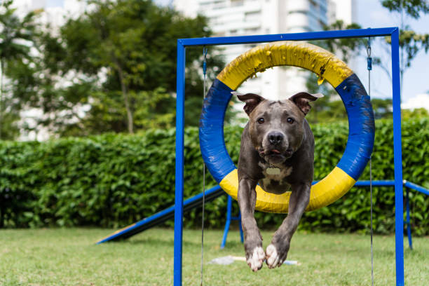 istock Pit bull dog jumping the obstacles while practicing agility and playing in the dog park. Dog place with toys like a ramp and tire for him to exercise 1397148517
