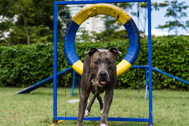 istock Pit bull dog jumping the obstacles while practicing agility and playing in the dog park. Dog place with toys like a ramp and tire for him to exercise 1397148535