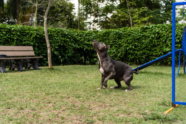 istock Pit bull dog jumping the obstacles while practicing agility and playing in the dog park. Dog place with toys like a ramp and tire for him to exercise 1397148592