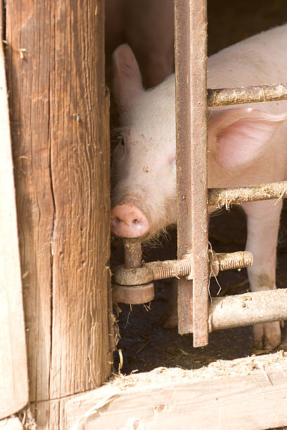 istock Pig trying to escape ! 139714887