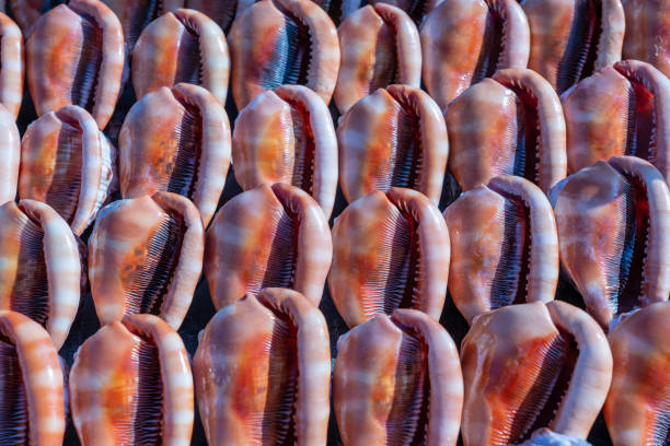 Souvenirs big sea shells for sell on the beach market on the island of Zanzibar, Tanzania, Africa. Close up stock photo
