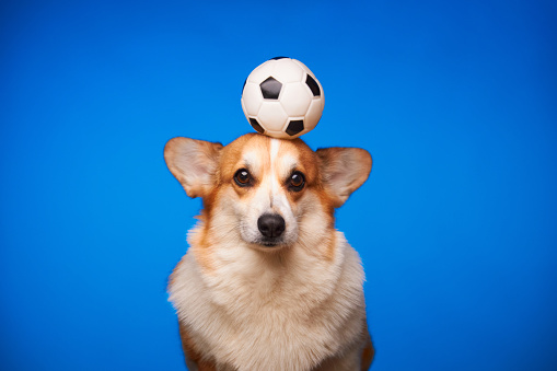 Cute Welsh Corgi Pembroke dog playing with a soccer ball against a blue background. The dog holds the ball on his head. Training.