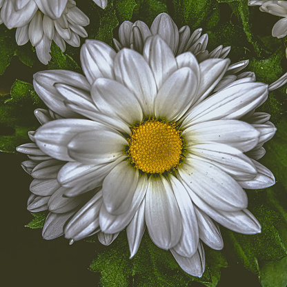Darkness and greens surround this white daisy