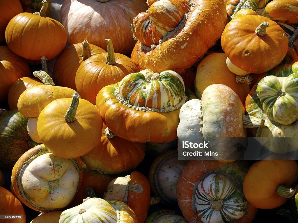pumpkins - Foto de stock de Agricultura libre de derechos