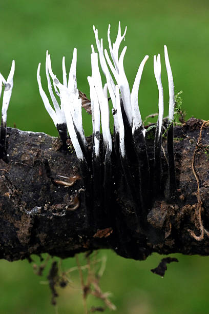 White mushrooms on a branch stock photo