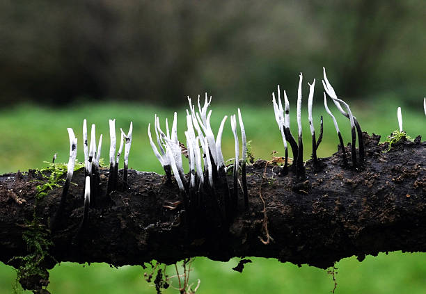 Mushrooms on a branch stock photo