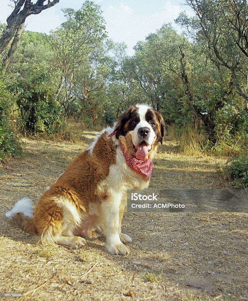 Hot Dog (Saint Bernard in Frankreich - Lizenzfrei Avignon Stock-Foto