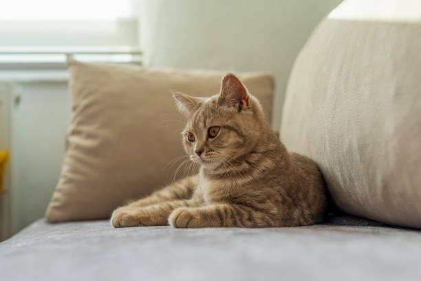 istock Scottish Shorthair cat on sofa 1397150309