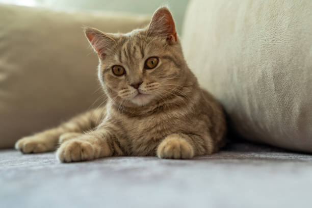 Cat is sleeping on the gray sofa, cute baby cat in the house, silver scottish fold cat