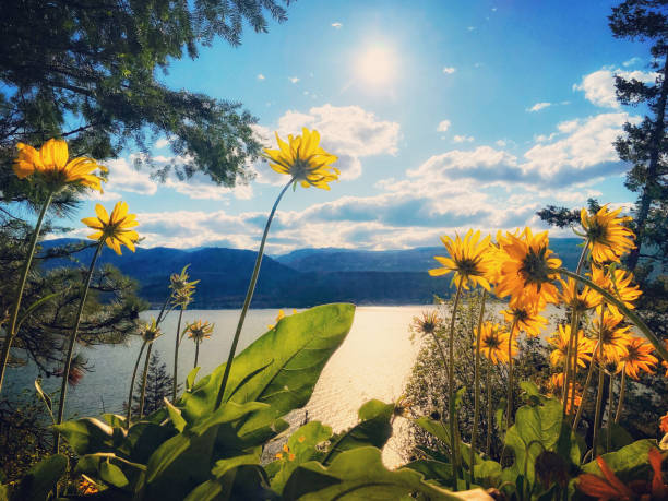 山の花の空 - okanagan valley ストックフォトと画像
