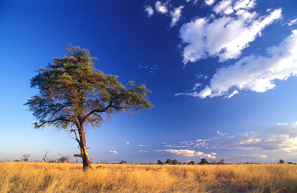 Namibiano savannah - foto stock