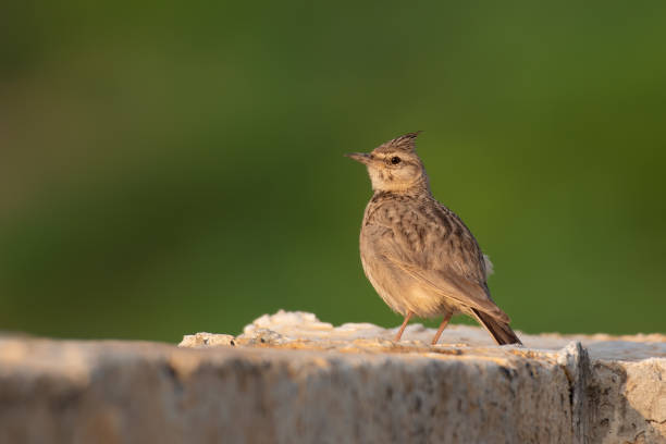 Closeup of Crested Lark photographed in Kutch, Gujarat Closeup of Crested Lark photographed in Kutch, Gujarat in India galerida cristata stock pictures, royalty-free photos & images