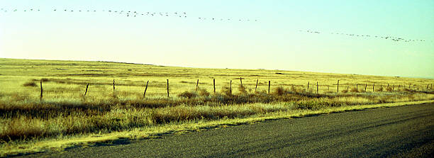 fenceline with migrating birds stock photo