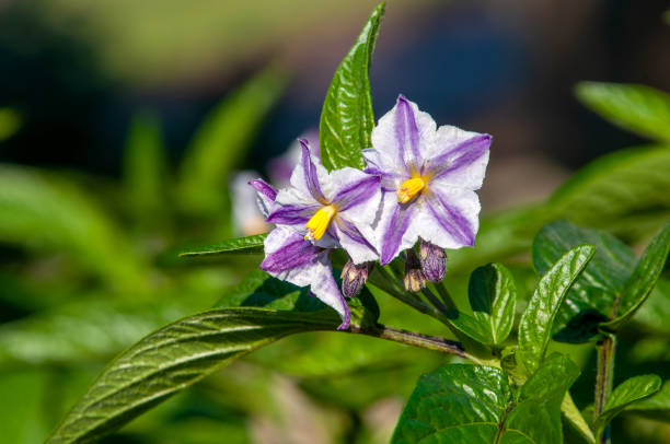 Striped flowers of a Solanum muricatum or pepino melon plant Solanum muricatum is an evergreen shrub native to South America and grown for its sweet edible fruit.
It is known as pepino dulce ("sweet cucumber") or simply pepino. The pepino dulce fruit resembles a melon in color, and its flavor recalls a succulent mixture of honeydew and cucumber, and thus it is also sometimes called pepino melon or melon pear. The fruit is common in markets in Colombia, Kenya, Bolivia, Peru and Chile, but less often overseas because it is quite sensitive to handling and does not travel well. yellow melons field stock pictures, royalty-free photos & images