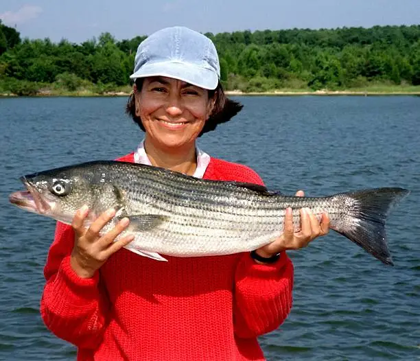 Photo of hispanic woman holding a Striped Bass which she caught in the Chesapeake Bay in the state of Maryland.  This fish weighed close to ten pounds and put up a good fight.  Striped Bass are good eating as well.
