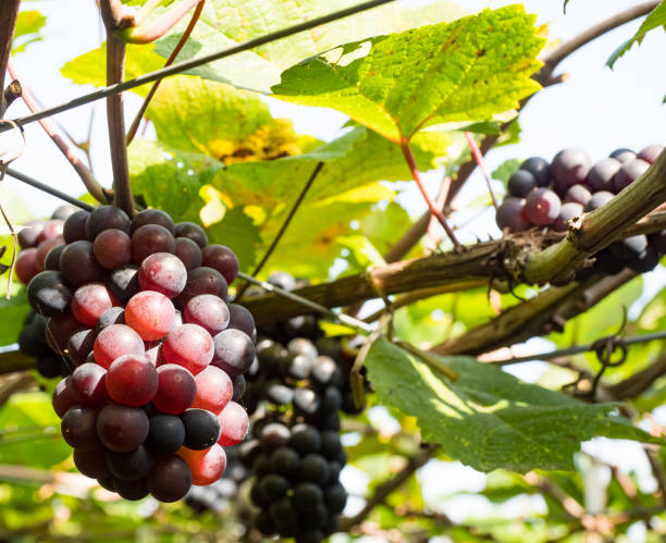 istock fresh grapes on vine at wineyard before harvesting. 1397153087