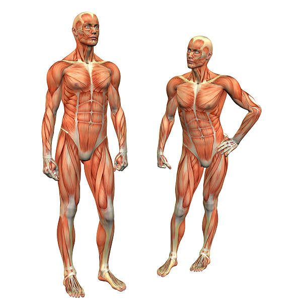 istock muscle man 2 w/ clipping mask 139715313