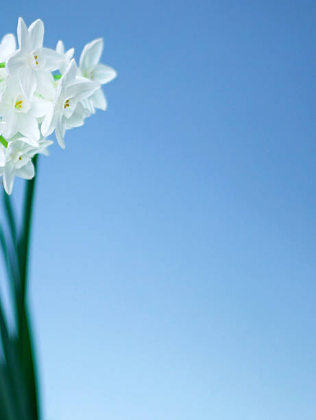 Blumen Hintergrund mit Platz für copy – Foto