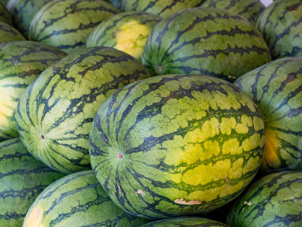 istock Fresh organic watermelons on the market place 1397155483