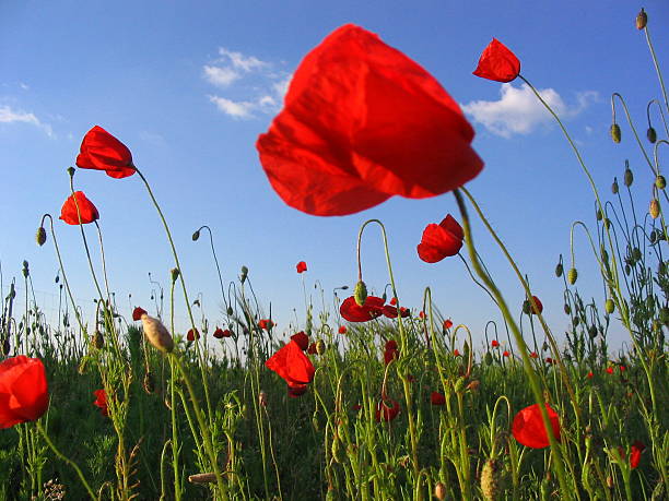 Field of Poppies - foto de stock