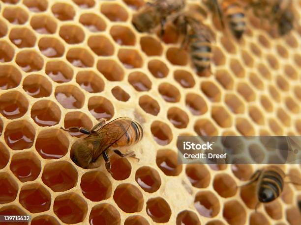 Abelhas De Trabalho - Fotografias de stock e mais imagens de Abelha - Abelha, Alimentar, Larva