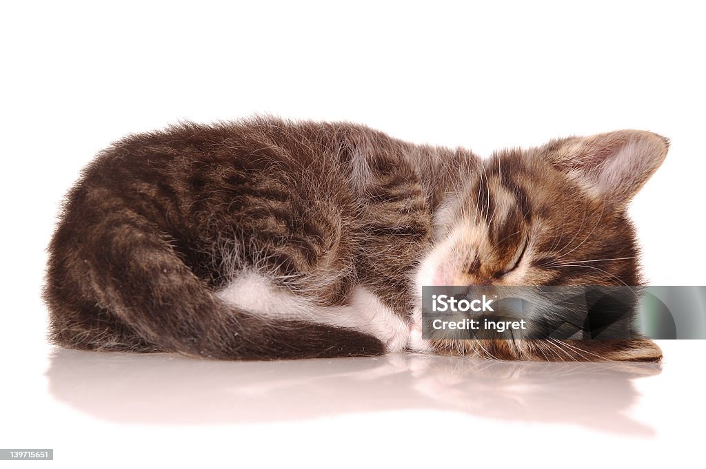 Kitty DESCANSO PEQUEÑA - Foto de stock de Fondo blanco libre de derechos