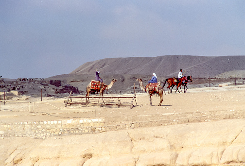 Giza, Cairo Egypt - aug 4, 1991: dromedaries and horses available to tourists for a folk tour of the pyramids of Giza