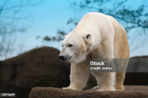 Polar Bear Stock Photo - Download Image Now - Animal, Animal Body Part,  Animal Wildlife - iStock