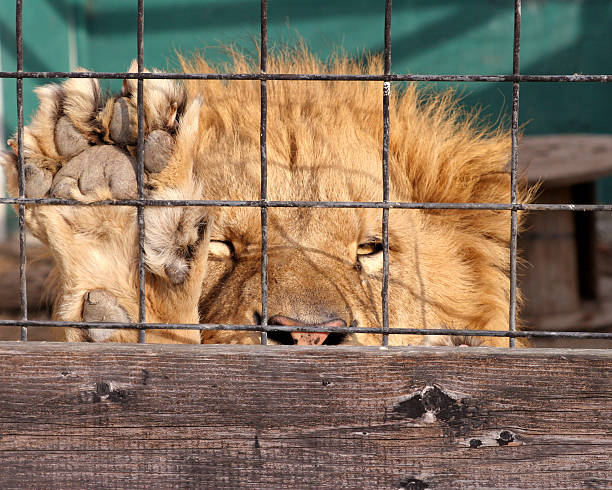 Lion in the cage