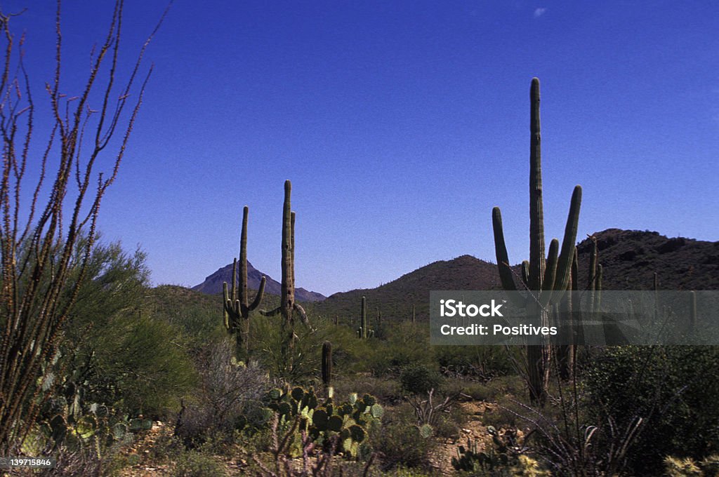 Аризона с изображением кактусов - Стоковые фото Аризона - Ю�го-запад США роялти-фри