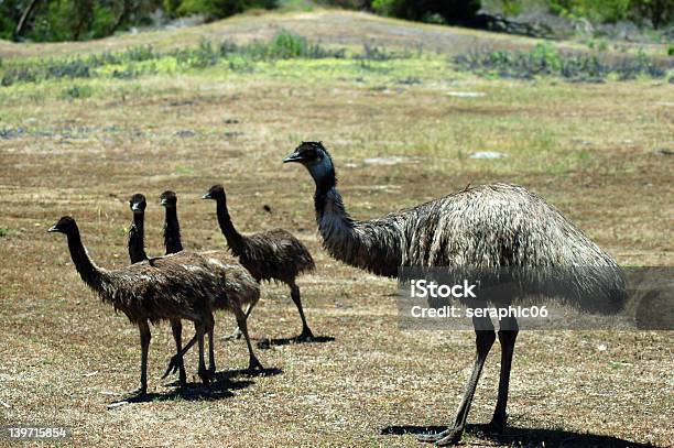 La Uem Y Los Pollos Foto de stock y más banco de imágenes de Animal joven - Animal joven, Australia, Emú - Ave