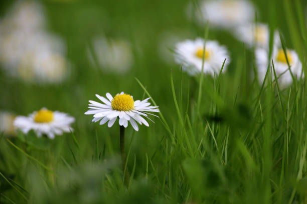 istock Summer meadow with white daisy flower in green grass 1397158992