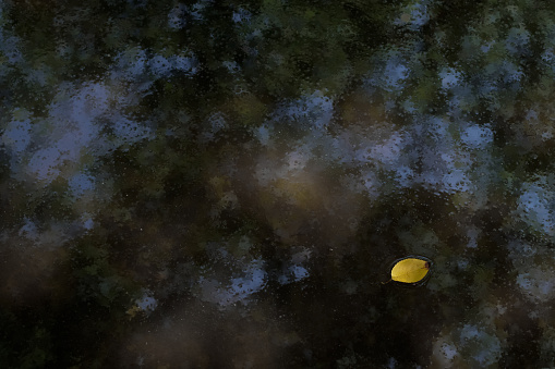 Oil painting-like water surface and yellow fallen leaves