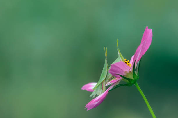 istock Two grasshoppers perching on a cosmos flower 1397159553