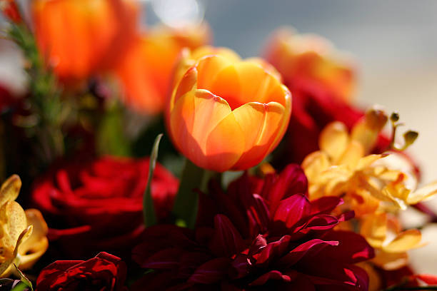 Thanksgiving and fall tulips stock photo