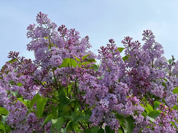 istock Purple lilac flowers iagainst blue sky. 1397159710