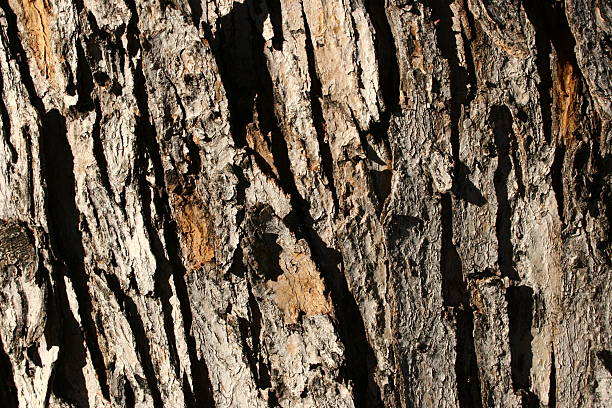 bark of tree stock photo