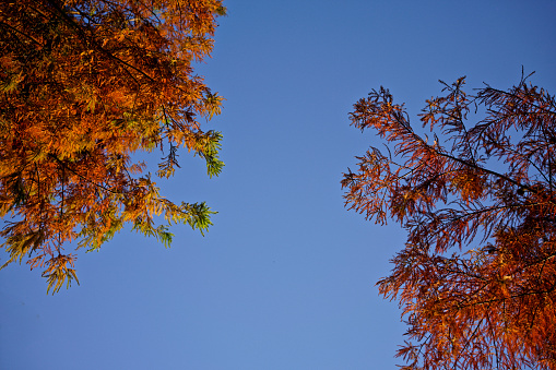 Autumn trees with blue sky