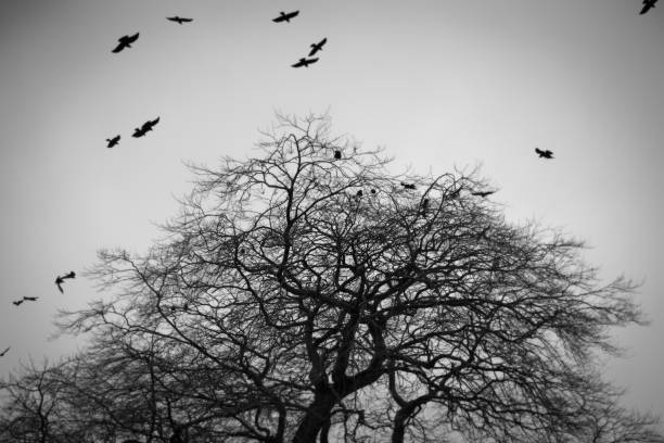 istock A silhouette of a tree with flying birds 1397160645