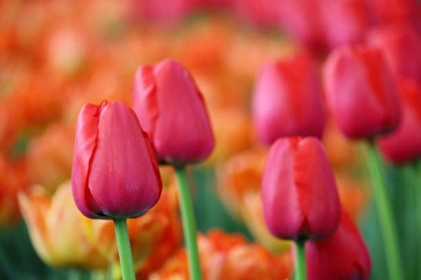 Field of blooming tulips, selective focus
