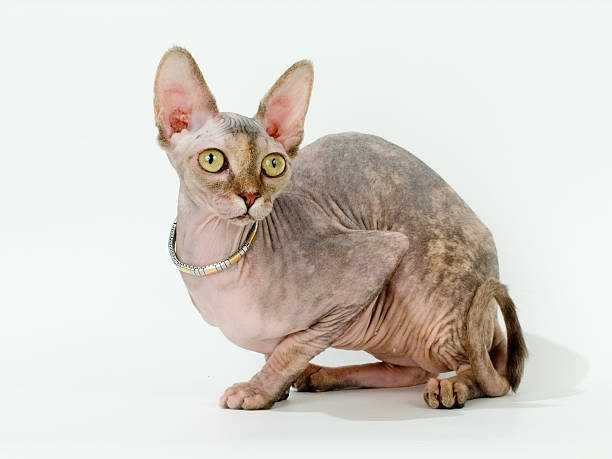 istock The Canadian sphynx 139716360